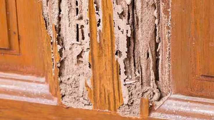 termite treatment in a wooden house